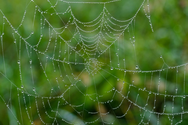Comment appelle-t-on l’image d’une personne renvoyée par le web ?